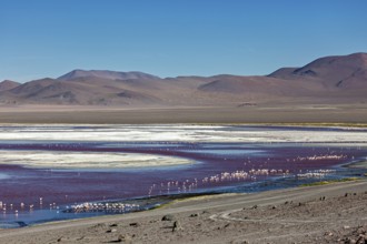 Vast landscape with a red and white lake surrounded by mountains, the James flamingos in the Laguna