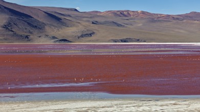 A red lake in a desert landscape with mountains in the background and flamingos in the water, the
