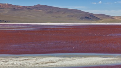 A vast red lake in a barren desert landscape with mountains in the background, Laguna Colorada on