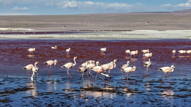 Group of flamingos in a large red water area with blue sky, The James flamingos in the Laguna