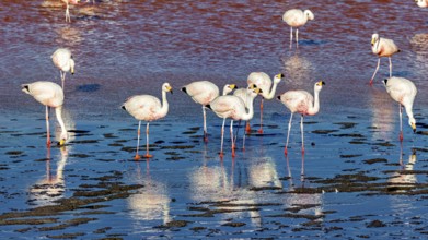 Flamingos standing in the water with red and blue shimmering reflection, The James flamingos in the