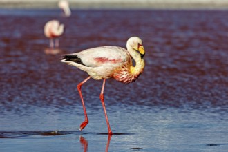 Close-up of a flamingo, standing in shallow water, the background blurred, The James flamingos in