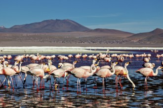 A wide panorama shows a large flock of flamingos in shallow water, surrounded by mountains, The