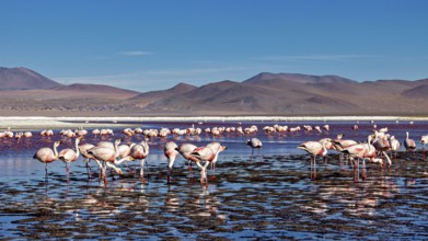 Flamingos in the water with a wide horizon and clear sky, The James flamingos in the Laguna