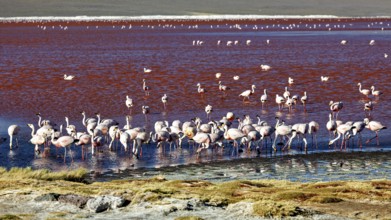Large flock of flamingos on the shore of a red lake with green vegetation, the James flamingos in