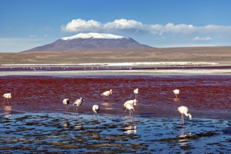 Flamingos at the red lake in front of a snow-covered volcano under a blue sky, The James flamingos