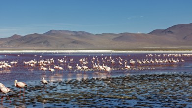 A large group of flamingos spread out over a wide, shallow lake in the Andes, the James flamingos