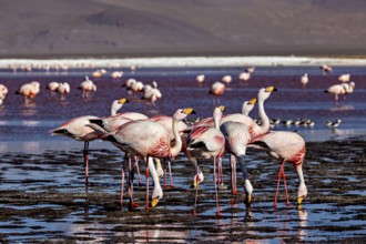 Flamingos stand in the shallow waters of a highland lake in the Andes, surrounded by mountains, The