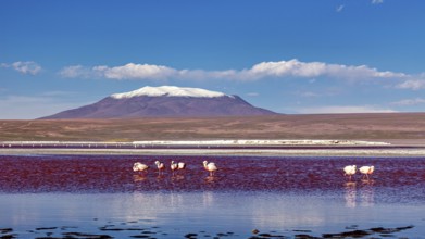 Snow-covered mountain in the background, flamingos in the water in the foreground, The James