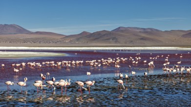 Many flamingos in a lake, surrounded by mountains under a clear blue sky, The James flamingos in
