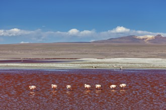 A group of flamingos stands in a red lagoon in front of a vast landscape, The James flamingos in
