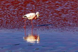 A flamingo walks through red water and is reflected in it, The James flamingos in the Laguna