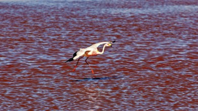 A flamingo flies just above the red water, The James flamingos in the Laguna Colorada in Bolivia