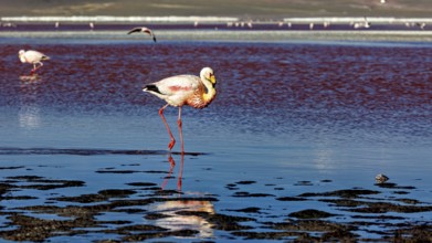 A lone flamingo stands with its reflection in the water, the background blurred, The James