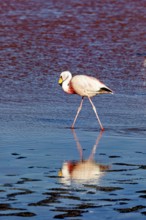 A solitary flamingo is reflected in the water of a calm lake in the Andes, The James flamingos in
