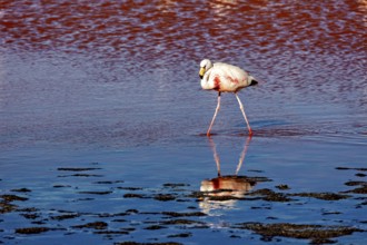 A flamingo walks across shimmering blue water and sees its reflection, The James flamingos in the