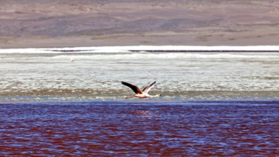 A flamingo flies over red water in front of a desert-like landscape, The James flamingos in the