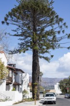 Quiet residential street lined with classic homes in Santa Barbara, California