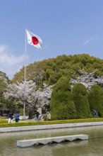 Japanese national flag and blossoming cherry trees, Sakura in the Peace Park, landmark, UNESCO