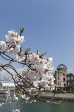 Branch with cherry blossoms, Sakura, behind it atomic bomb dome, Atomic Bomb Dome, ruins of the