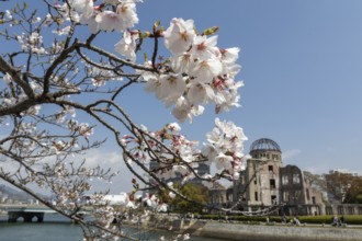 Branch with cherry blossoms, Sakura, behind it atomic bomb dome, Atomic Bomb Dome, ruins of the