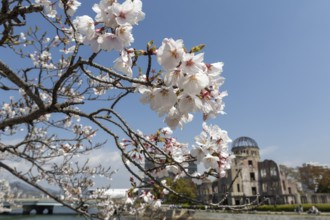 Branch with cherry blossoms, Sakura, behind it atomic bomb dome, Atomic Bomb Dome, ruins of the
