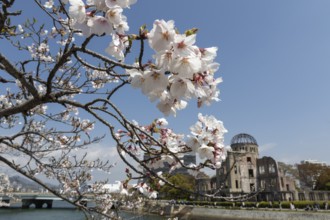 Branch with cherry blossoms, Sakura, behind it atomic bomb dome, Atomic Bomb Dome, ruins of the