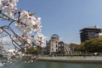 Branch with cherry blossoms, Sakura, behind it atomic bomb dome, Atomic Bomb Dome, ruins of the