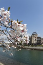 Branch with cherry blossoms, Sakura, behind it atomic bomb dome, Atomic Bomb Dome, ruins of the