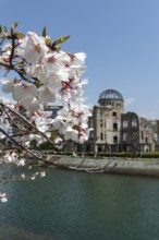 Branch with cherry blossoms, Sakura, behind it atomic bomb dome, Atomic Bomb Dome, ruins of the