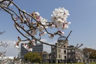 Branch with cherry blossoms, Sakura, behind it atomic bomb dome, Atomic Bomb Dome, ruins of the