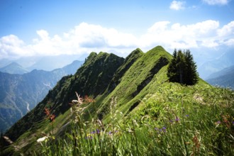 Green mountain peaks with lush meadows under a blue sky and clouds. Kleinwalsertal Vorarlberg