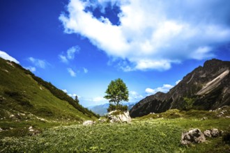 A solitary tree on a rock with a green meadow and blue sky. Kleinwalsertal Vorarlberg Austria
