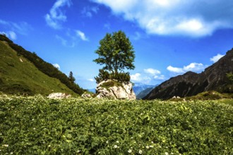 A single tree on a rock in the middle of a green meadow under a blue sky. Kleinwalsertal Vorarlberg