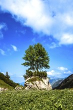 Single tree on a rock under a blue sky with white clouds in a picturesque landscape. Kleinwalsertal