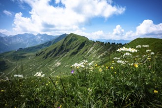 Colourful flower meadow in front of a green mountain landscape under a cloudy sky. Kleinwalsertal