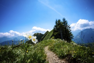 View of flowers at the edge of a mountain path with blue sky and mountains. Kleinwalsertal