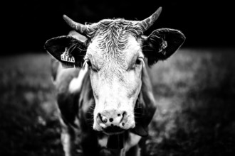 Close-up of a cow in black and white on a pasture, focus on the face, Austria