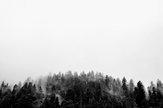 Dense forest in the fog in black and white, mysterious impression. Kleinwalsertal Vorarlberg
