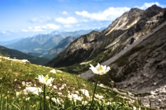 Foreground with flowers and impressive mountain panorama under a clear sky. Kleinwalsertal