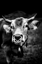 Close-up of a cow with horns in black and white, surrounded by a rural background