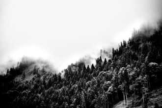 Fog-shrouded forest in black and white with a mysterious impression. Kleinwalsertal Vorarlberg