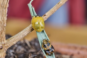Close-up of a newly hatched ladybird (Coccinellidae) still without dots above its shell, Wismar,