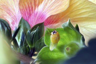 A newly hatched ladybird (Coccinellidae) dries its wings on a leaf in front of a large, pink-yellow