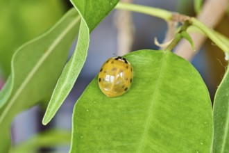 Close-up of a newly hatched ladybird (Coccinellidae) on a green leaf, Wismar,