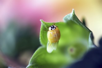A newly hatched ladybird (Coccinellidae) drying its wings on a leaf in close-up with a blurred