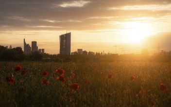 Blooming poppies in front of the skyline. Oberrad, Frankfurt am Main, Hesse, Germany