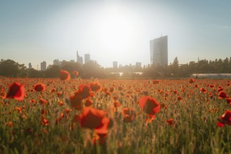 Poppy field in front of a sunny skyline. Oberrad, Frankfurt am Main, Hesse, Germany