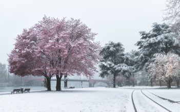 Snowfall surprises cherry blossom. Frankfurt am Main city centre, Hesse, Germany