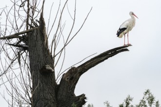 Stork (Ciconia ciconia) on a tree trunk. Trebur, Groß-Gerau, Hesse, Germany